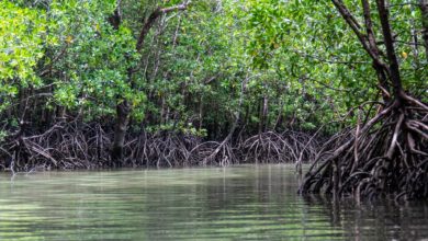 Mangroves at Risk Due to Global Carbon Emissions - AppliedHE