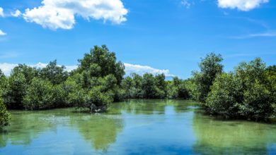 Natural Insecticide Made of Mangrove Leaves - AppliedHE