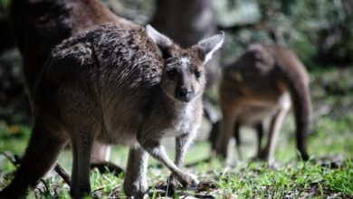 CityU researcher: Kangaroos can intentionally communicate with humans - AppliedHE