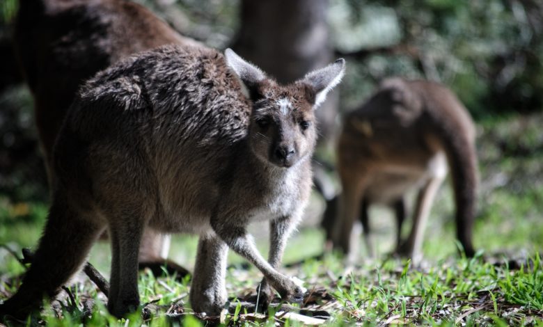 CityU researcher: Kangaroos can intentionally communicate with humans - AppliedHE