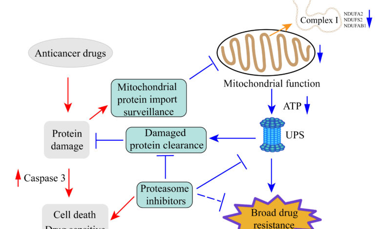 UM achieves major breakthrough in cancer drug resistance research - AppliedHE