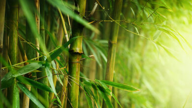 Get to Know Serum of Bamboo Extract, a World-Class Innovation by Assoc. Prof. Dr. Supakorn Boonyuen, Professor of the Faculty of Science and Technology, Thammasat University - AppliedHE