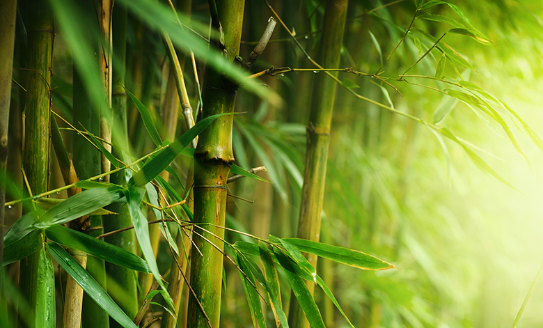 Get to Know Serum of Bamboo Extract, a World-Class Innovation by Assoc. Prof. Dr. Supakorn Boonyuen, Professor of the Faculty of Science and Technology, Thammasat University - AppliedHE