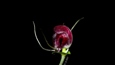 Lecturer of the Faculty of Science, Thammasat University, and member of the research team discovered "The Gemstone of Nakhon Si Thammarat", the world's new orchid species - AppliedHE