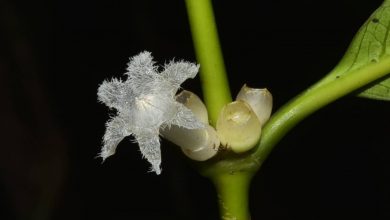 Thammasat lecturer of Faculty of Science discovered a new plant species named "Cute Star Flower" - AppliedHE