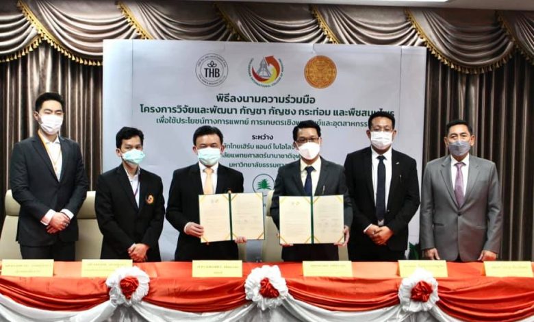 The Memorandum of Understanding between Chulabhorn International College of Medicine (CICM), Thammasat University, and Thai Herbs and Biologies Co., Ltd. (THB) - AppliedHE