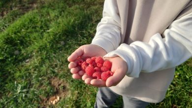 Hokudai Raspberry: A New Hope for Domestic Raspberry Cultivation at Hokkaido University - AppliedHE