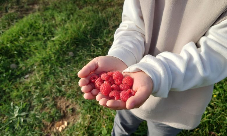 Hokudai Raspberry: A New Hope for Domestic Raspberry Cultivation at Hokkaido University - AppliedHE