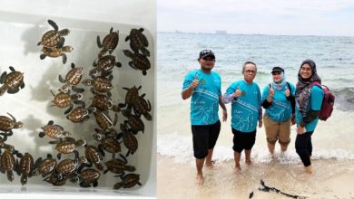 IPB University Team Collaborates with PHE ONWJ and BKSDA to Establish Turtle Conservation House on Rambut Island - AppliedHE