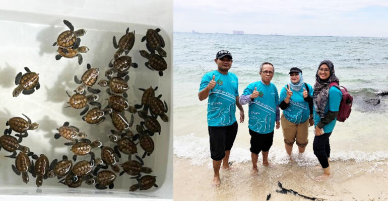 IPB University Team Collaborates with PHE ONWJ and BKSDA to Establish Turtle Conservation House on Rambut Island - AppliedHE