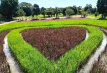 Optimizing Green Rice Farming: Research Insights for Farmers - AppliedHE