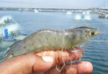 Enhancing Growth of Vannamei Shrimp with Chlorella vulgaris Extracts as Immunostimulants - AppliedHE