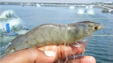 Enhancing Growth of Vannamei Shrimp with Chlorella vulgaris Extracts as Immunostimulants - AppliedHE