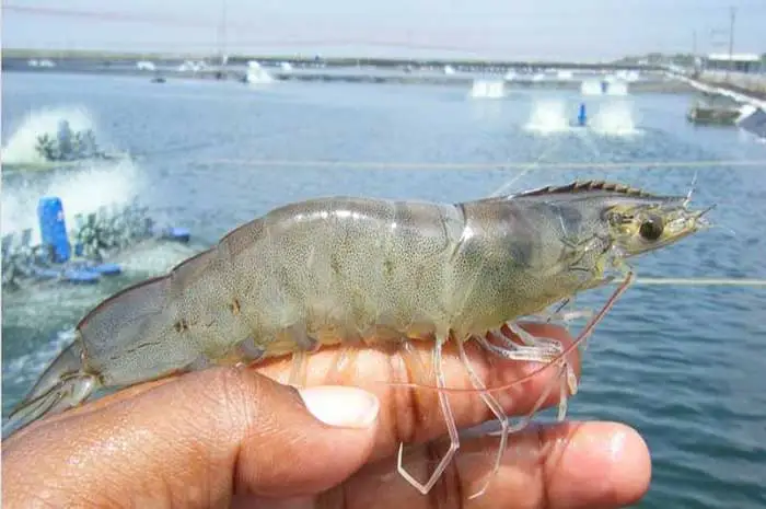 Enhancing Growth of Vannamei Shrimp with Chlorella vulgaris Extracts as Immunostimulants - AppliedHE