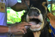 Detection of Foot and Mouth Disease Virus in Cattle: RT-PCR Study in Banyuwangi, East Java - AppliedHE