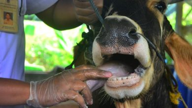 Detection of Foot and Mouth Disease Virus in Cattle: RT-PCR Study in Banyuwangi, East Java - AppliedHE