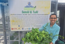 Urban Farming Innovations: First Harvest of Greens from the SemAI & TuAI Project at University of Southampton Malaysia - AppliedHE