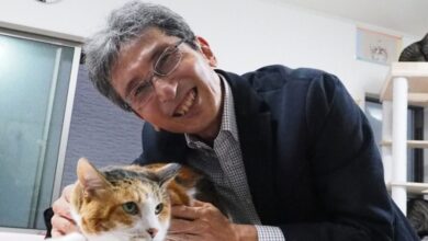 Unlocking the Genetic Secret Behind Orange Fur in Cats: Discovering the 'Meow-tation' - AppliedHE