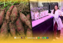 VSU Graduate Students Discover Lead-Resistant Sweetpotato Cultivar in US Study - AppliedHE