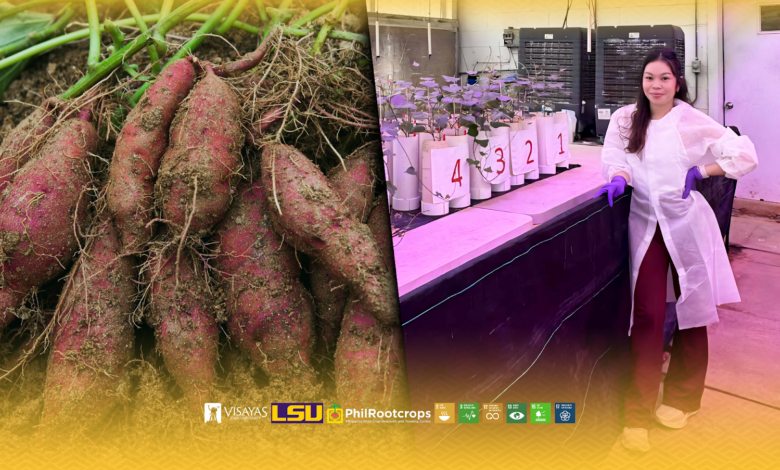 VSU Graduate Students Discover Lead-Resistant Sweetpotato Cultivar in US Study - AppliedHE VSU Graduate Students Discover Lead-Resistant Sweetpotato Cultivar in US Study - AppliedHE