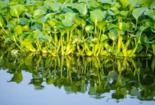 Harnessing Water Hyacinth and Microalgae: Natural Solutions for Healing Diabetic Wounds - AppliedHE