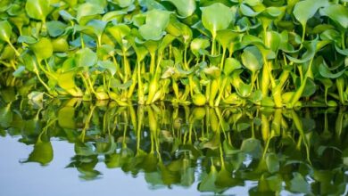 Harnessing Water Hyacinth and Microalgae: Natural Solutions for Healing Diabetic Wounds - AppliedHE