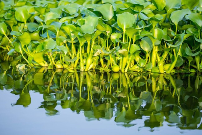 Harnessing Water Hyacinth and Microalgae: Natural Solutions for Healing Diabetic Wounds - AppliedHE Harnessing Water Hyacinth and Microalgae: Natural Solutions for Healing Diabetic Wounds - AppliedHE