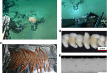 HKUST Researchers Uncover Novel Insights into Deep-Sea Black Coral and Its Symbiotic Microbiome - AppliedHE