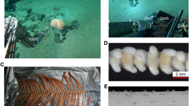 HKUST Researchers Uncover Novel Insights into Deep-Sea Black Coral and Its Symbiotic Microbiome - AppliedHE