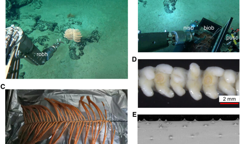 HKUST Researchers Uncover Novel Insights into Deep-Sea Black Coral and Its Symbiotic Microbiome - AppliedHE HKUST Researchers Uncover Novel Insights into Deep-Sea Black Coral and Its Symbiotic Microbiome - AppliedHE