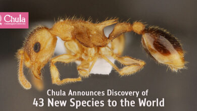 Chulalongkorn University Discovers 43 New Species in Thailand - AppliedHE