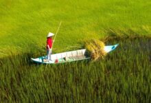 Mekong Delta: Navigating Land Loss and Livelihood Changes - AppliedHE