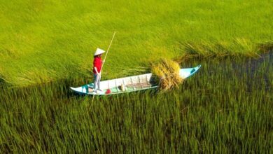 Mekong Delta: Navigating Land Loss and Livelihood Changes - AppliedHE