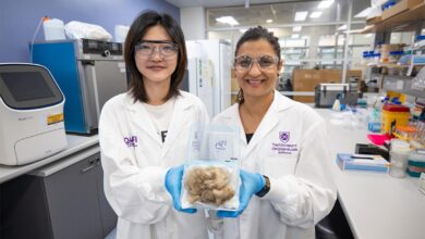 Chemical-Free Solutions for Effective Flystrike Control in Sheep - AppliedHE