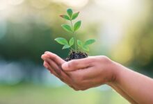 Empowering Women for Enhanced Wildlife Conservation Success - AppliedHE