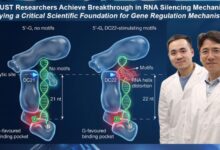 HKUST Researchers Make Groundbreaking Discovery in RNA Silencing Mechanisms for Gene Regulation and Disease Insight - AppliedHE