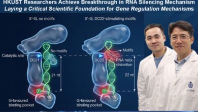 HKUST Researchers Make Groundbreaking Discovery in RNA Silencing Mechanisms for Gene Regulation and Disease Insight - AppliedHE