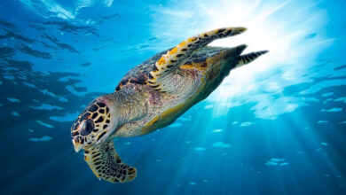 Marine Wildlife Conservation in Indonesia: UGM Expert Highlights Limited Research Efforts - AppliedHE