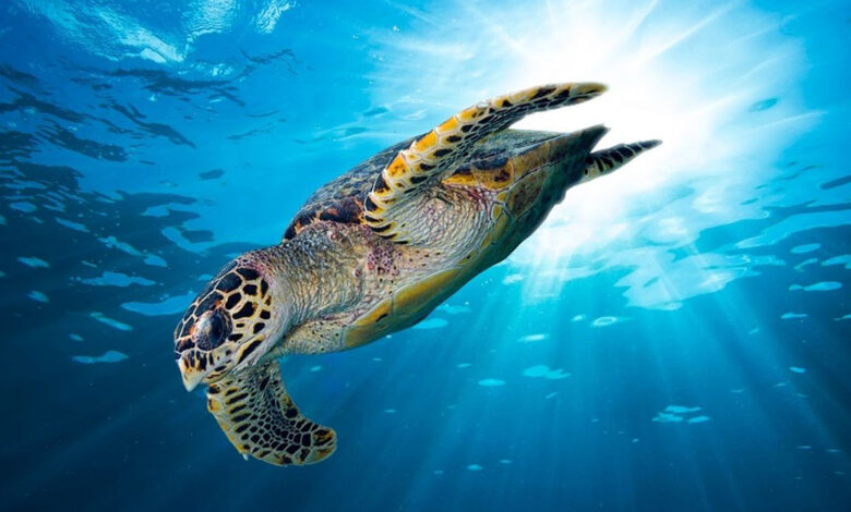 Marine Wildlife Conservation in Indonesia: UGM Expert Highlights Limited Research Efforts - AppliedHE