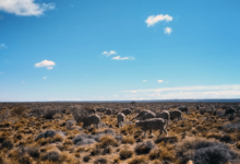 Plant Diversity as a Key Predictor for Resilience Against Grazing Pressure in Drylands - AppliedHE