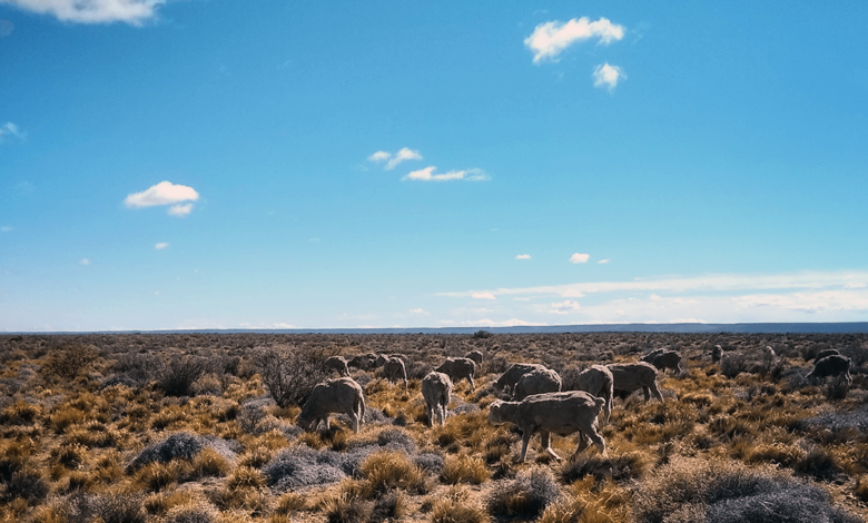 Plant Diversity as a Key Predictor for Resilience Against Grazing Pressure in Drylands - AppliedHE