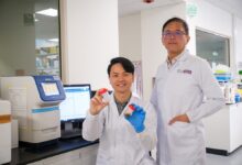 Research Sheds Light on Gut Health’s Impact on Fatty Liver Disease - AppliedHE
