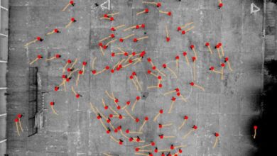 Scientists Identify Consistent Counterclockwise Motion Preference Independent of Culture - AppliedHE Scientists Identify Consistent Counterclockwise Motion Preference Independent of Culture - AppliedHE
