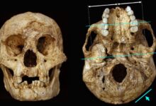 Raising Children Was No Easier for Archaic Human Parents, Study Finds - AppliedHE