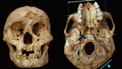 Raising Children Was No Easier for Archaic Human Parents, Study Finds - AppliedHE