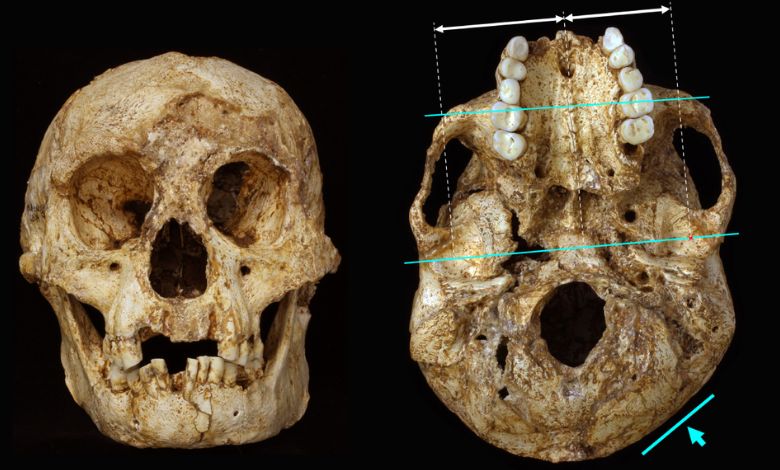 Raising Children Was No Easier for Archaic Human Parents, Study Finds - AppliedHE