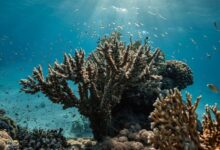 Scientists Discover Corals Can Be Trained to Resist Disease - AppliedHE
