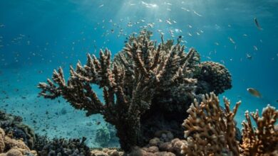 Scientists Discover Corals Can Be Trained to Resist Disease - AppliedHE Scientists Discover Corals Can Be Trained to Resist Disease - AppliedHE