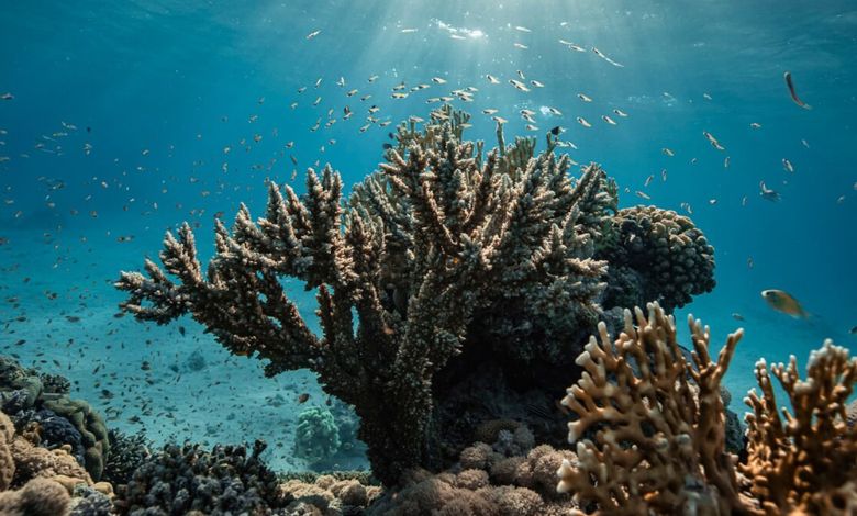 Scientists Discover Corals Can Be Trained to Resist Disease - AppliedHE